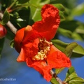 Granatapfel (Punica granatum)